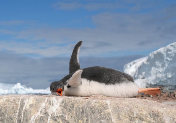 Когда птенцы пингвинов перегреваются, они ложатся, вытягивают лапки, разбрасывают крылья в стороны и принимаются тяжело дышать