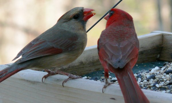 Красные кардиналы — весьма «романтичные» птицы. Они выбирают пару себе почти на всю жизнь и вместе путешествуют