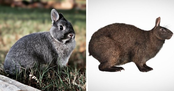 Кролик и нуралагус