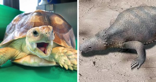 Черепаха и эунотозавр