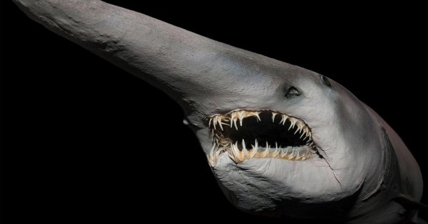 Акула-гоблин — древнейшее существо, считавшееся вымершим
