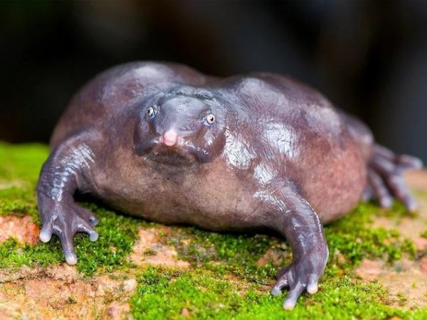 Пурпурная лягушка большую часть жизни находится под землёй