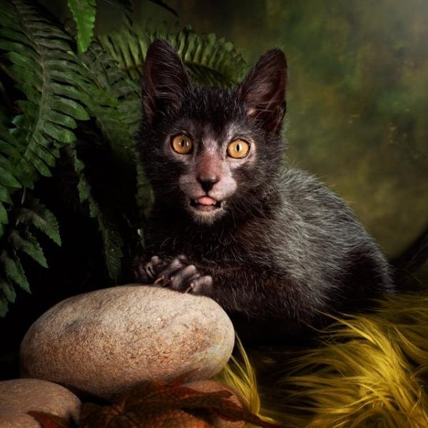 Ликой или кот-оборотень появился в природе вследствие природной мутации