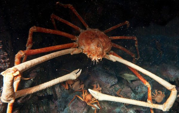 Японский краб-паук — крупнейшее членистоногое в океане