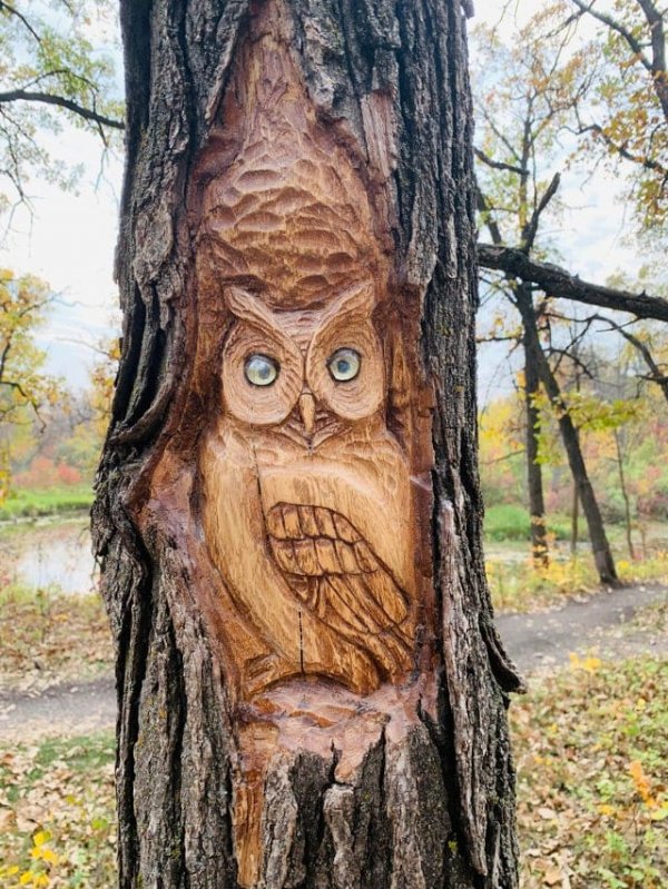 Кто-то вырезал изображение совы в старом засохшем дереве