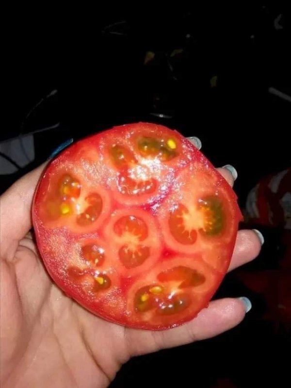 Помидор, который выглядит как шесть маленьких помидоров, объединённых в один
