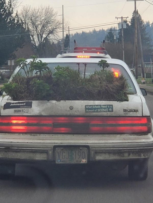 Кто-то вырастил лес в багажнике