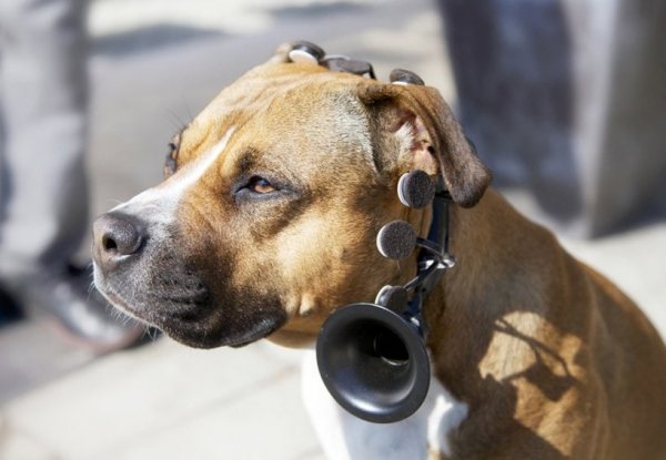Голосовой переводчик для собак
