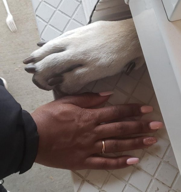 Рука моей девушки и лапа моей собаки