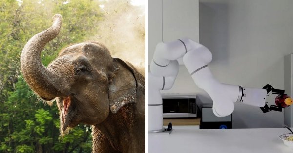 Слон и роботизированная рука