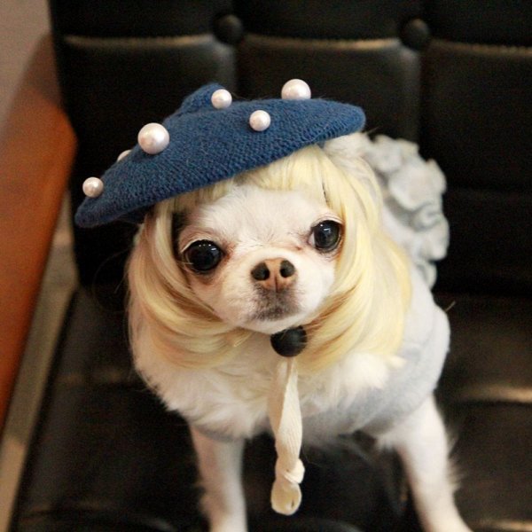 Интернет-магазины продают парики для собак и их покупают!