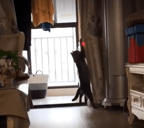 Уже научились выключать свет с помощью кота и лазерной указки?