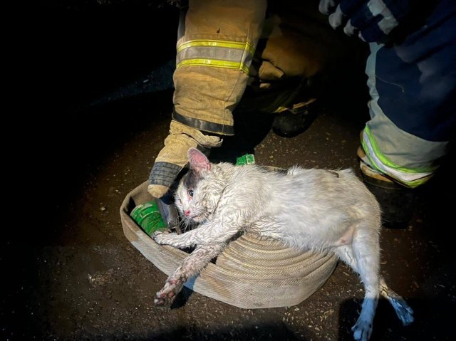 Герой дня: кот Пузик из Саратова спас хозяина из пожара и чудом выжил сам