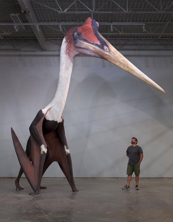 Модель кетцалькоатля — крупнейшей летающей рептилии из когда-либо существовавших на Земле