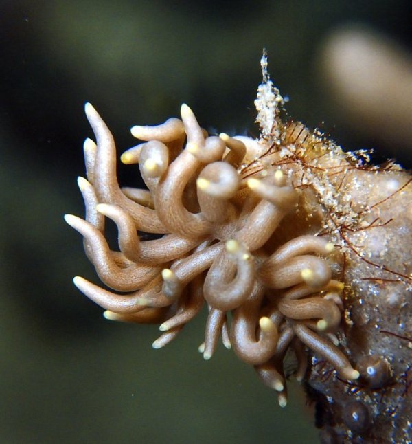 Голожаберный моллюск Phyllodesmium внешне похож на свою добычу — мягкие кораллы