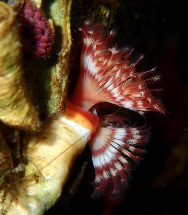Serpula vermicularis обычно обитает в раковинах и является разновидностью морского червя. Несмотря на свой внешний вид, это тоже не растение