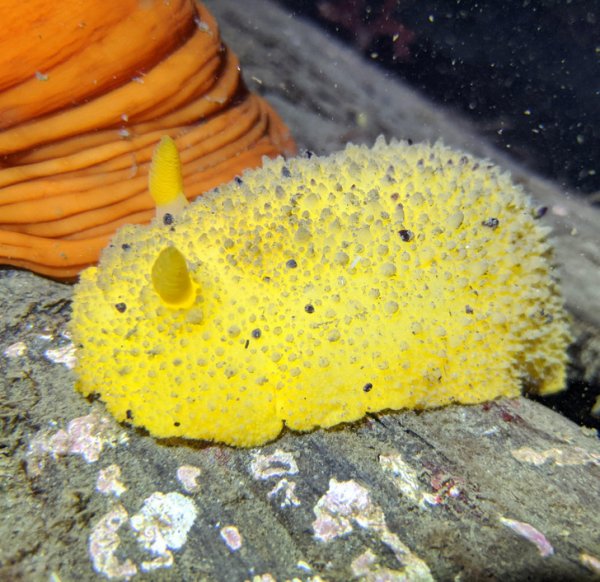 Голожаберные — отряд морских брюхоногих моллюсков из подкласса Heterobranchia. К особенностям строения относятся отсутствие как раковины, так и выраженной мантии.