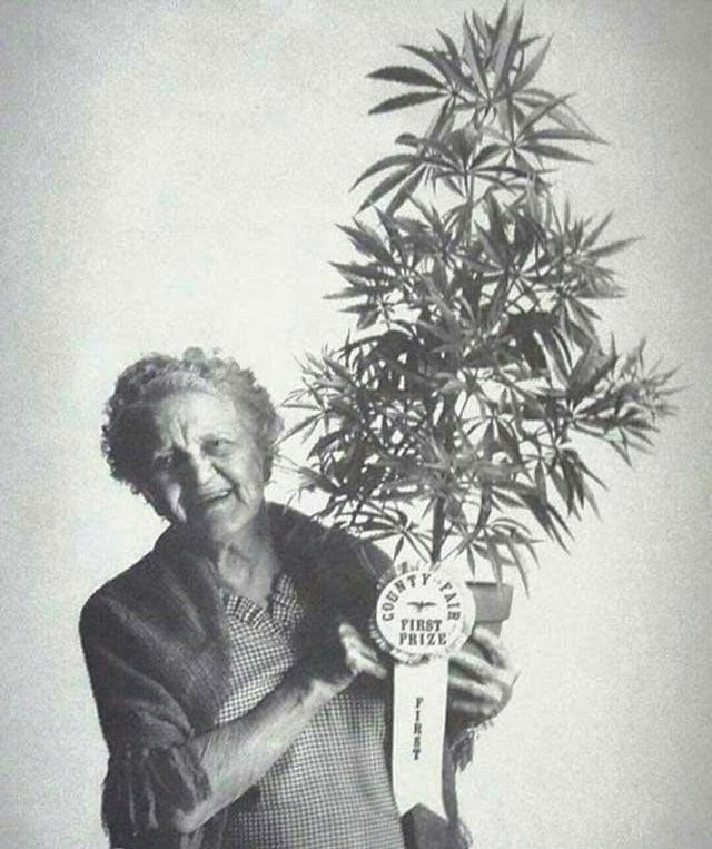 Радостная бабуля с номинацией &quot;Лучшая Марихуана в Округе&quot;, Калифорния, 1973 год.
