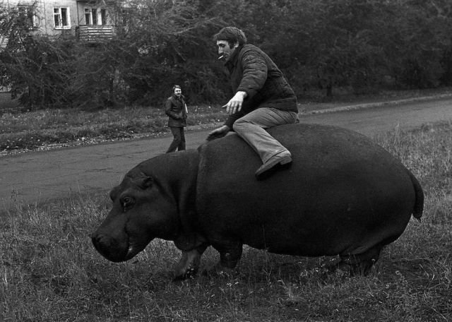 Нетрезвый мужчина пытается осeдлать бегемота, Новокузнецк, 1982 год.