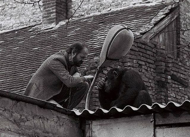 Директор Белградского зоопарка уговаривает сбежавшего шимпанзе по кличке Сами, вернуться в зоопарк, 1988 г.