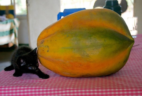 Огромная папайя. Котёнок для масштаба