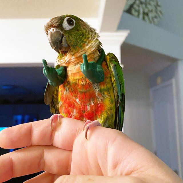 Тренд весны: найди попугая с руками