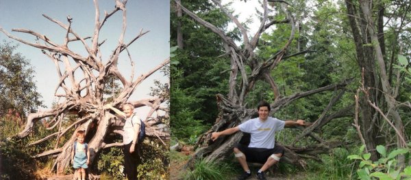 Сделал кадр с огромными корнями. Вдруг вспомнил, что уже видел их 20 лет назад!