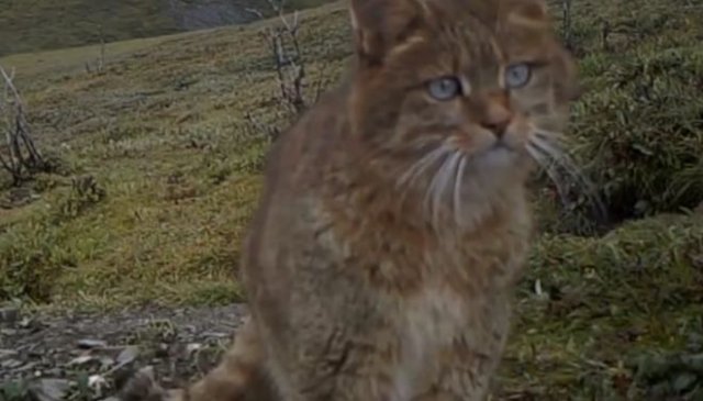 Китайская горная кошка: животное, находящееся на грани вымирания