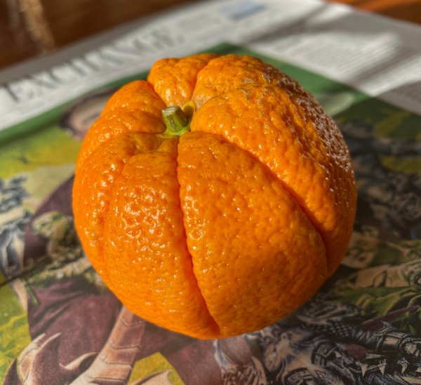 Апельсин, похожий на тыкву