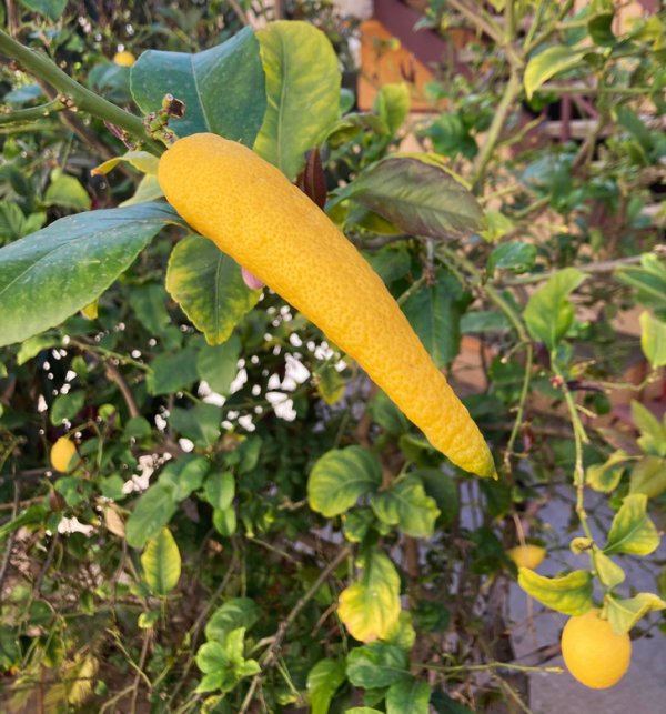 Лимон странной формы