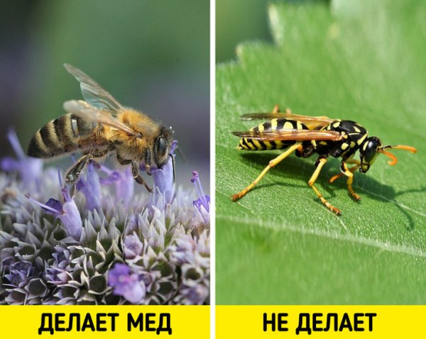 Почему осы не делают мед, хотя тоже питаются нектаром?