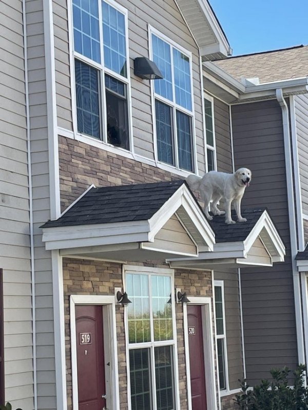 Собака, которая живёт на крыше
