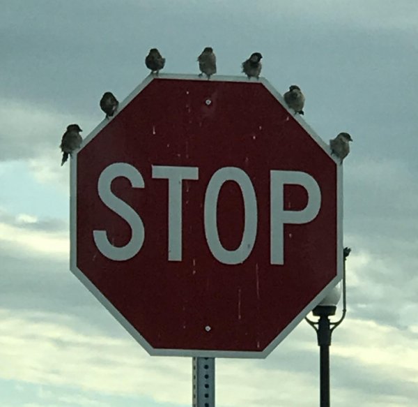 Птицы, которые соблюдают правила симметрии