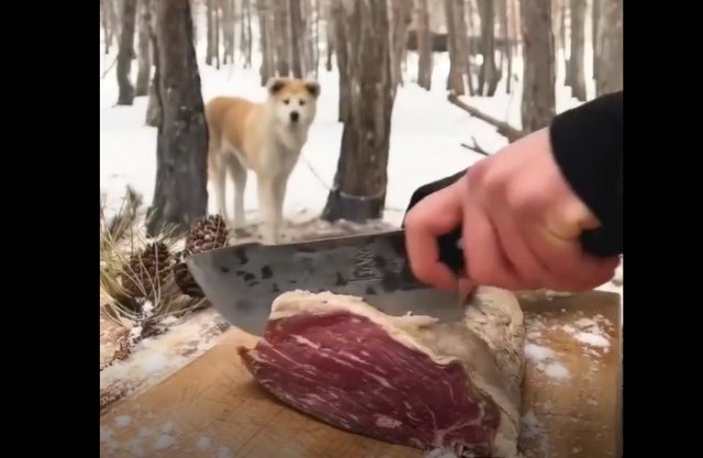 Собака, которая помогает приготовить лесной бургер