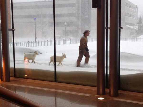 Ничего особенного, просто мужчина прогуливается по городу вместе с двумя снежными козочками