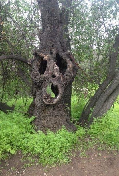 Дерево с картины Мунка