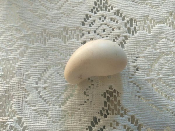Моя курица снесла странное яйцо