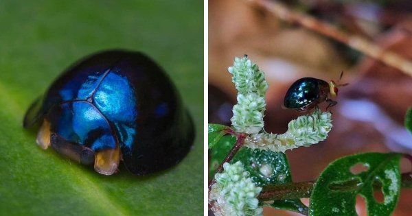 Halmus chalybeus — вид божьих коровок с переливающейся сине-зелёной окраской