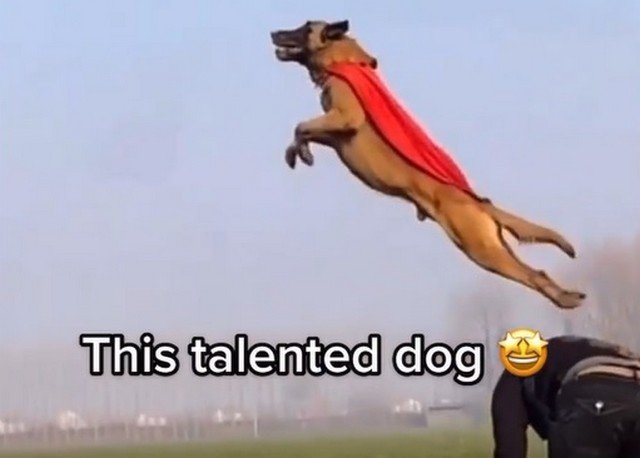 Собака-супермен и твой пес