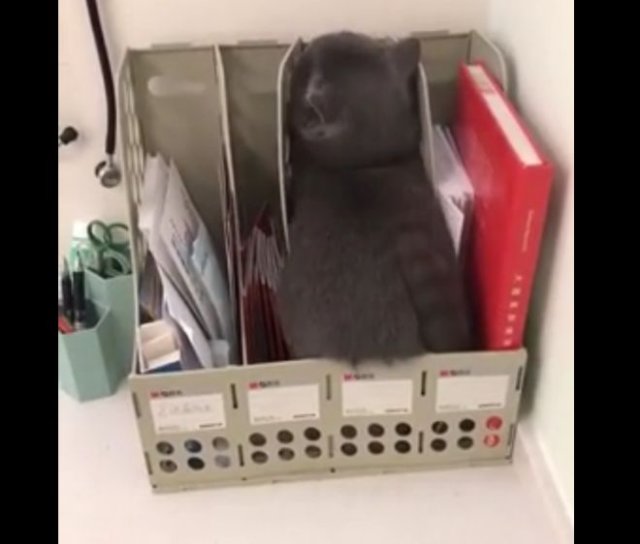 Отличная маскировка: кот прячется от ветеринара