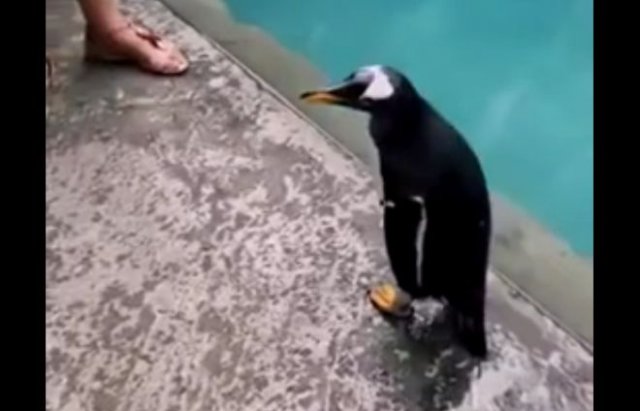 Пингвин выпал из бассейна и не смог сам залезть обратно