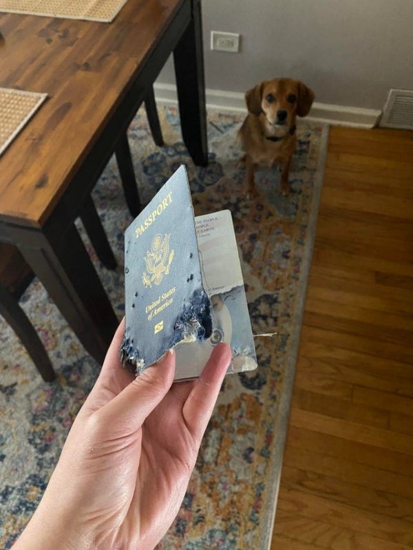 Думаете, собаки едят паспорта только в анекдотах?