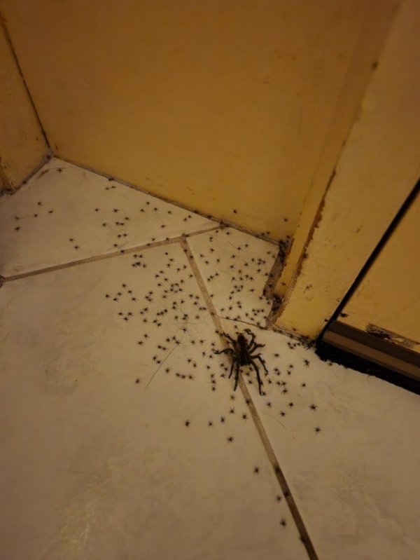 Когда брызгаешь паука спреем от насекомых, а из него выбегает толпа его детишек