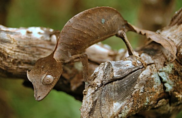 Листохвостый геккон с Мадагаскара — мастер маскировки: отличить животное от сухого листочка крайне сложно