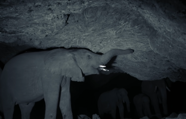 На горе Элгон в Кении живут «пещерные» слоны: они добывают соль и другие необходимые организму минералы в пещерах, расширяя и углубляя их своими бивнями