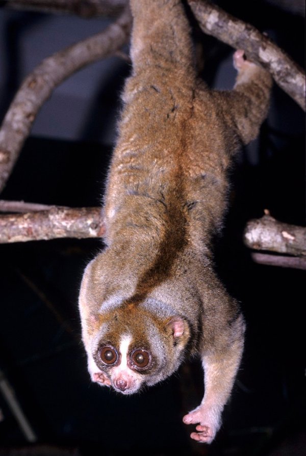 Толстые лори — единственные ядовитые приматы: они смешивают секрет из желез на лапах со слюной, получая опасный токсин, защищающий от хищников и паразитов