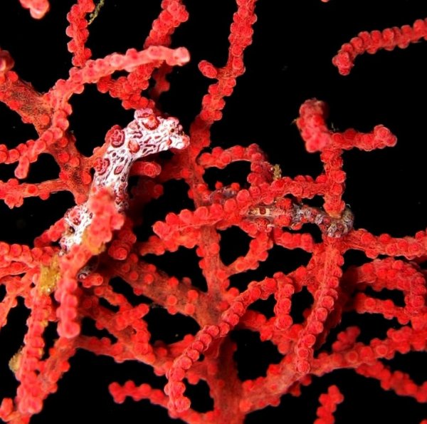 Карликовые морские коньки настолько крошечные (14–27 мм) и так эффективно маскируются, что открыли их совершенно случайно — при исследовании кораллов