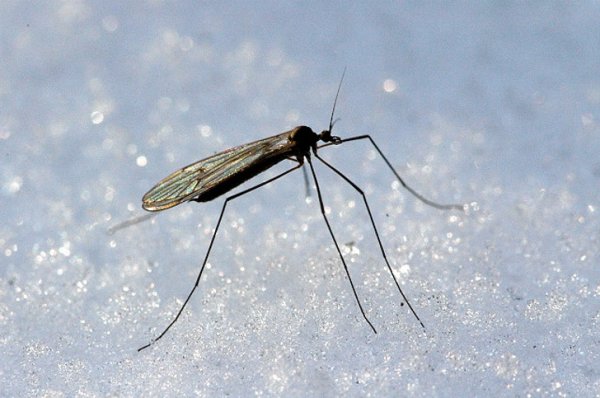 Зимние комары существуют!