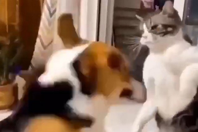Собака использовала запрещенный прием в борьбе с котом
