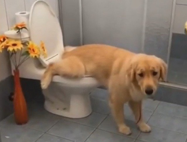 Собака сама ходит в туалет, а ты даже смыть за собой не можешь